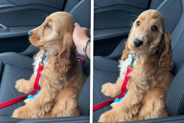 "Eierkopf" auf großer Fahrt: Süßer Hund sorgt für schockverliebte Reaktionen