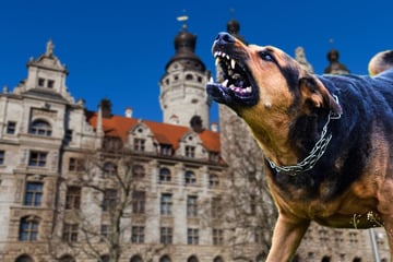 Leipzig: Zahl der Beißvorfälle gestiegen: Was Leipzig tut, um Hundeattacken zu verhindern
