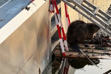 München: Biber zu früh im Freibad: Mitarbeiter wollen helfen, doch das ist dem Tier schnurz