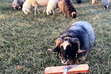 Schafe ausgebüxt: Polizei muss mit Besen ran