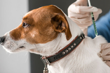 Diabetes beim Hund: Verkürzt die Krankheit die Lebenserwartung?