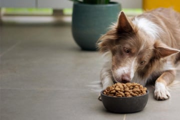 Hundefutter-Check: Diese Hundeernährung hält gesund!