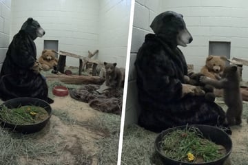 Mensch im Pelzkostüm: Schwarz-Bärchen bekommt neue Adoptiveltern