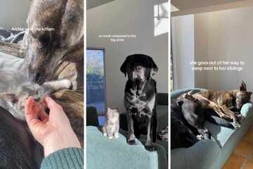 Kitten falls in love with gentle giant doggy brothers in viral TikToks