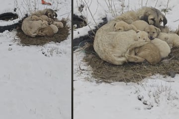 Mann findet zitternde Hunde-Familie im Schnee: Viel kann er nicht für sie tun