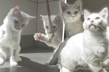 Herzergreifend: Diese Katzen spiegeln sich im Schicksal
