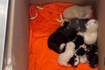 Fast zwei Dutzend Katzen ausgesetzt! Kartons durch Urin aufgeweicht