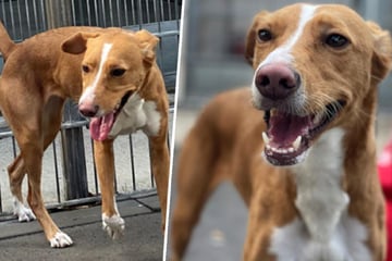 Hübsches Podenco-Mädchen sucht neues Zuhause: Darum ist Luna aber kein Anfängerhund