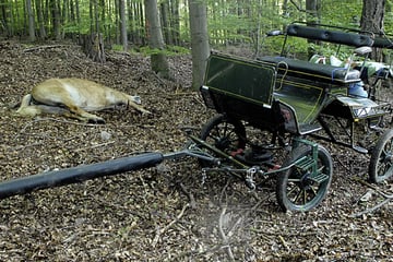 Tragischer Pferde-Tod: Tierschützer fordern Kutschen-Verbot im Landkreis Meißen
