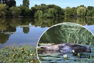 Schwanendrama an sächsischem Teich: 10 tote Tiere in einer Woche
