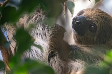 Das große Warten auf Faultier-Nachwuchs! Kann ER Carlas Kinderwunsch erfüllen?