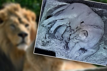 Zoo freut sich über Geburt von Löwen-Babys, doch eine traurige Nachricht folgt auf dem Fuße