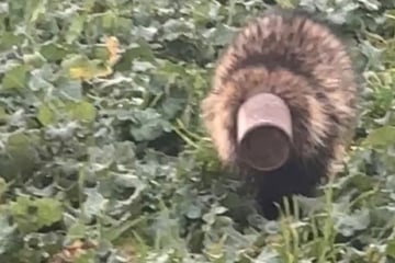 Seine Neugier bringt Raubtier in missliche Lage und löst Polizeieinsatz aus