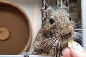 Sie ist immer für eine Nascherei zu haben: Degu Saskia sucht ein neues Zuhause