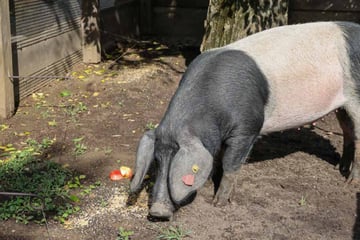 Schöne Sauerei! Kölner Zoo freut sich über Neuzugang "Elfriede"