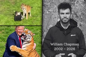 23-Jähriger im Zoo von Tiger zerfleischt! Trump mischt sich ein und sorgt für Entsetzen
