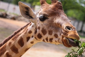 Putzige Baby-News aus dem Tierpark: Giraffen-Geburt gibt Grund zur Freude