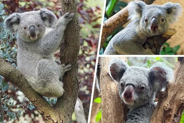 Liebesdreieck bei den Leipziger Koalas: Jetzt soll ein Mann aus Dresden helfen