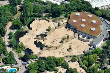 Kölner Zoo feiert Jubiläum des Elefantenparks: Das macht die Anlage so besonders