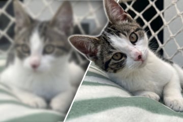 Kater sitzt mit vier Monaten schon im Tierheim: Jetzt hofft er auf einen Neuanfang