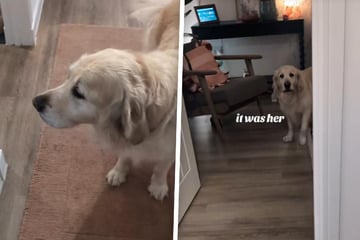 Frauchen "tritt" Golden Retriever: Reaktion des Hundes bringt alle zum Lachen