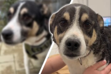 Tierheim-Besucher interessieren sich nicht für lieben Hund: Ein Zuhause wäre das größte Geschenk für ihn