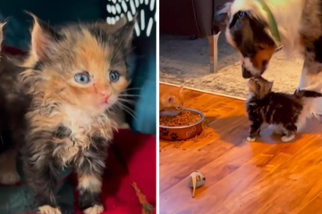 Dog owner brings foster kitten home: What his four-legged friend then does is sweet as sugar