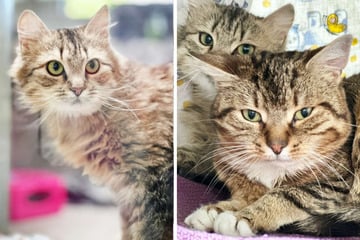 Katzen-Duo im Tierheim überfordert: Naht bald Rettung für Ulf und Granata?