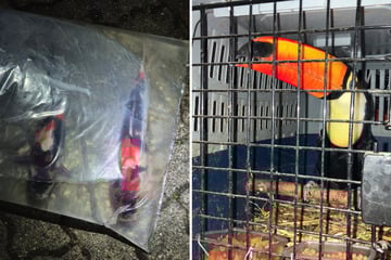 Kurioser Einsatz für die Polizei! Exotische Tiere in Transporter entdeckt