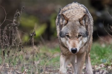 Wölfe: Sechster Wolf im Südwesten offiziell sesshaft: Kommen bald die Welpen?