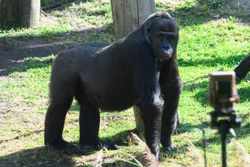 Big Brother im Berliner Zoo: Warum werden Gorillas rund um die Uhr gefilmt?