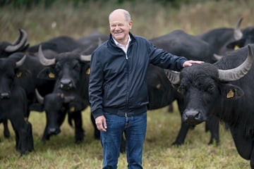 Büffel statt Büro: Ex-Kanzler Scholz geht auf Tuchfühlung