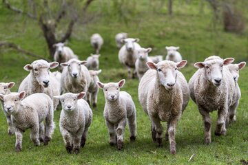 Unbekanntes Tier beißt innerhalb von zwei Tagen 14 Schafe tot