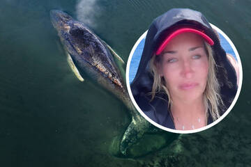 Sarah Connor kassiert Shitstorm nach Statement zu Buckelwal Timmy