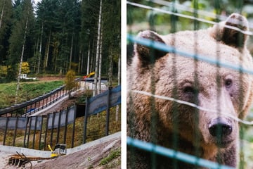 Sie tötete einen Jogger: "Problembärin" kommt in den Schwarzwald