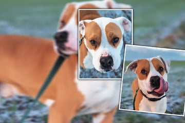 Schon als Welpe ins Tierheim! Wann bekommt Hugo endlich eine zweite Chance?