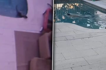 Besitzer staunen nicht schlecht, was da plötzlich für ein Tier in ihrem Pool schwimmt