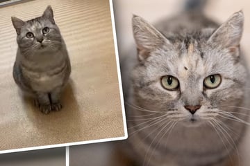 Katze hat einfach kein Glück: Wegen einer Sache wenden sich Interessenten immer wieder ab