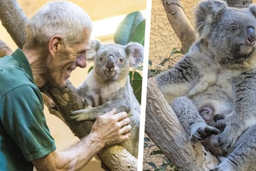 So süß! Erstmals zeigt sich Dresdens kleiner Zoo-Koala