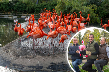 Dresdner Weihnachts-Circus: Manegen-Brüder werden Paten der Flamingos