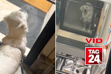 viral videos: Viral Video of the Day for October 28, 2024: Dog has silliest reaction to seeing his reflection in store mirror