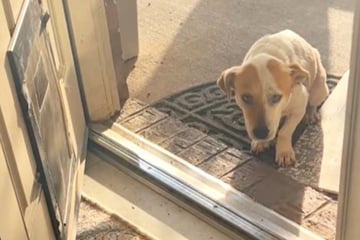 Rescue dog too scared to enter new home makes hearts melt on TikTok