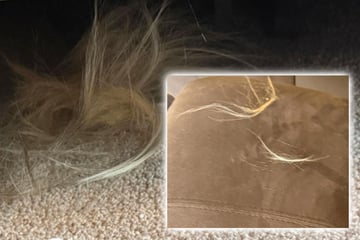 Frau entdeckt mysteriöse Haarbüschel in der Wohnung: Der Grund haut sie um