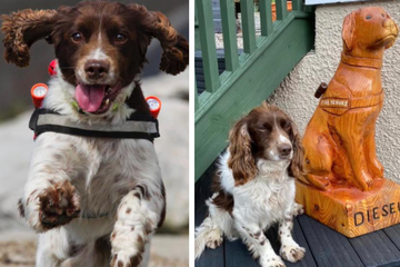 Beliebter Rettungshund gestorben: Vierbeiner suchte in Trümmern nach Überlebenden