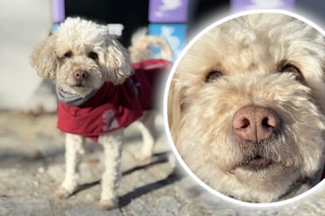 Pudel bereit für ein neues Abenteuer: Findet Maxi jetzt sein Happy End?