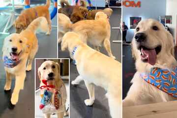 Dog cannot contain his joy at BFF's birthday party in adorable footage: "HE LOOKS SO HAPPY"