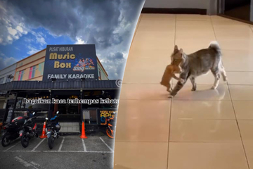 Katze wird in Karaoke-Bar gefüttert - was sie dann tut, begeistert das Internet
