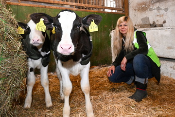 Dresden: Rinder-Retterin Conny schenkt blindem Kälbchen ein zweites Leben