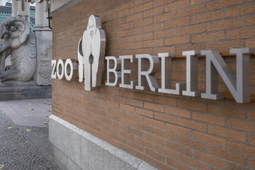 Berlin: Newcastle-Krankheit im Zoo Berlin: Vogelbereiche geschlossen