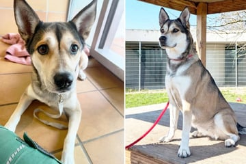 Fellnase sucht neues Zuhause: Warum Husky-Mix Shila endlich ankommen will